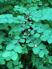 Symphoricarpos albus albus