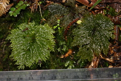 Dendrohypopterygium filiculiforme