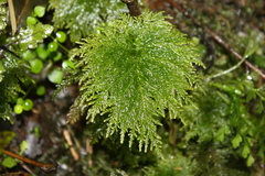 Dendrohypopterygium filiculiforme