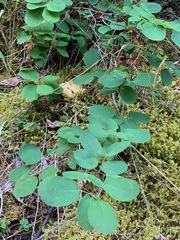 Symphoricarpos albus albus