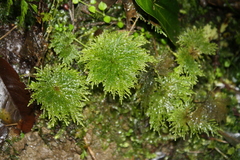 Dendrohypopterygium filiculiforme