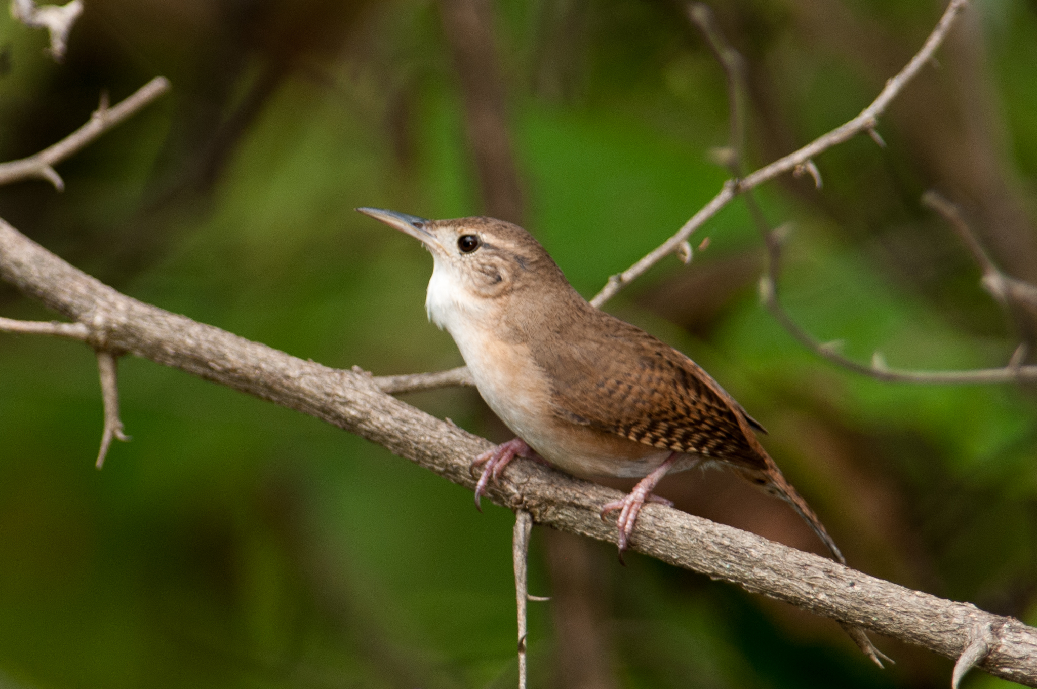 Troglodytes aedon image