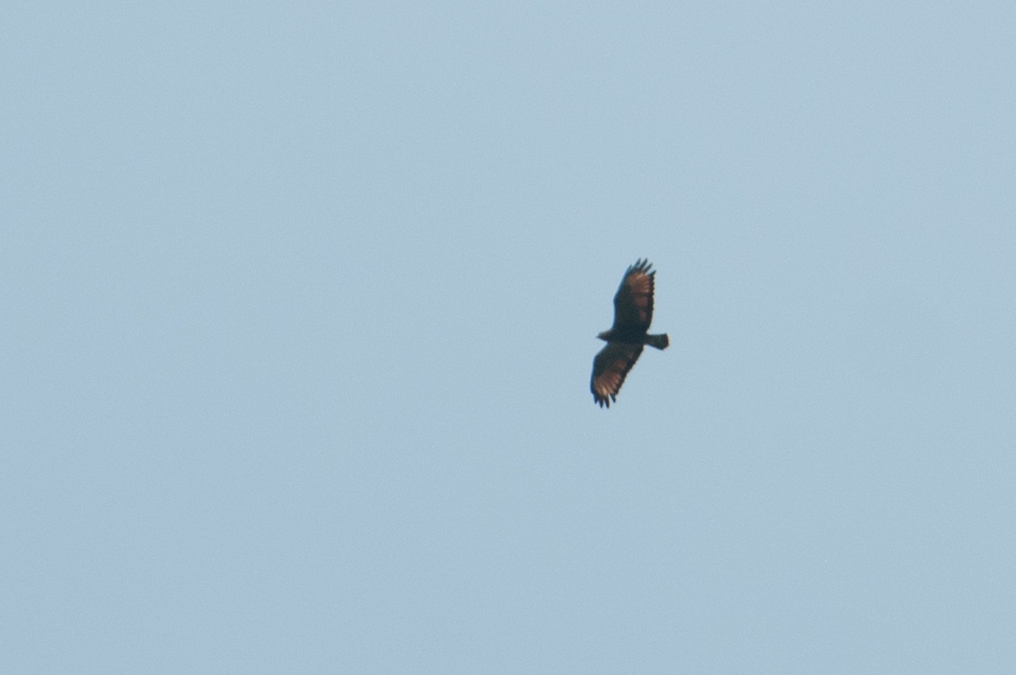 Buteogallus meridionalis image
