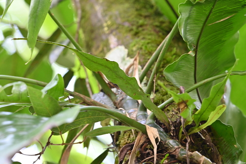 Image of Lepisorus mucronatus by (c) 曾昱承 Yu-Cheng Zeng, some rights reserved (CC BY)