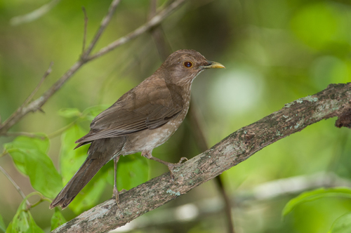 Turdus maculirostris image