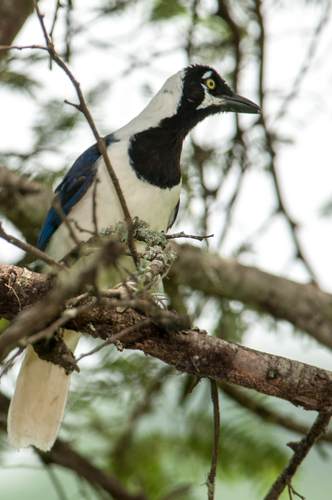 Cyanocorax mystacalis image