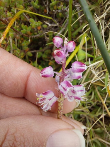 Magenta Viooltjie (Lachenalia magentea)