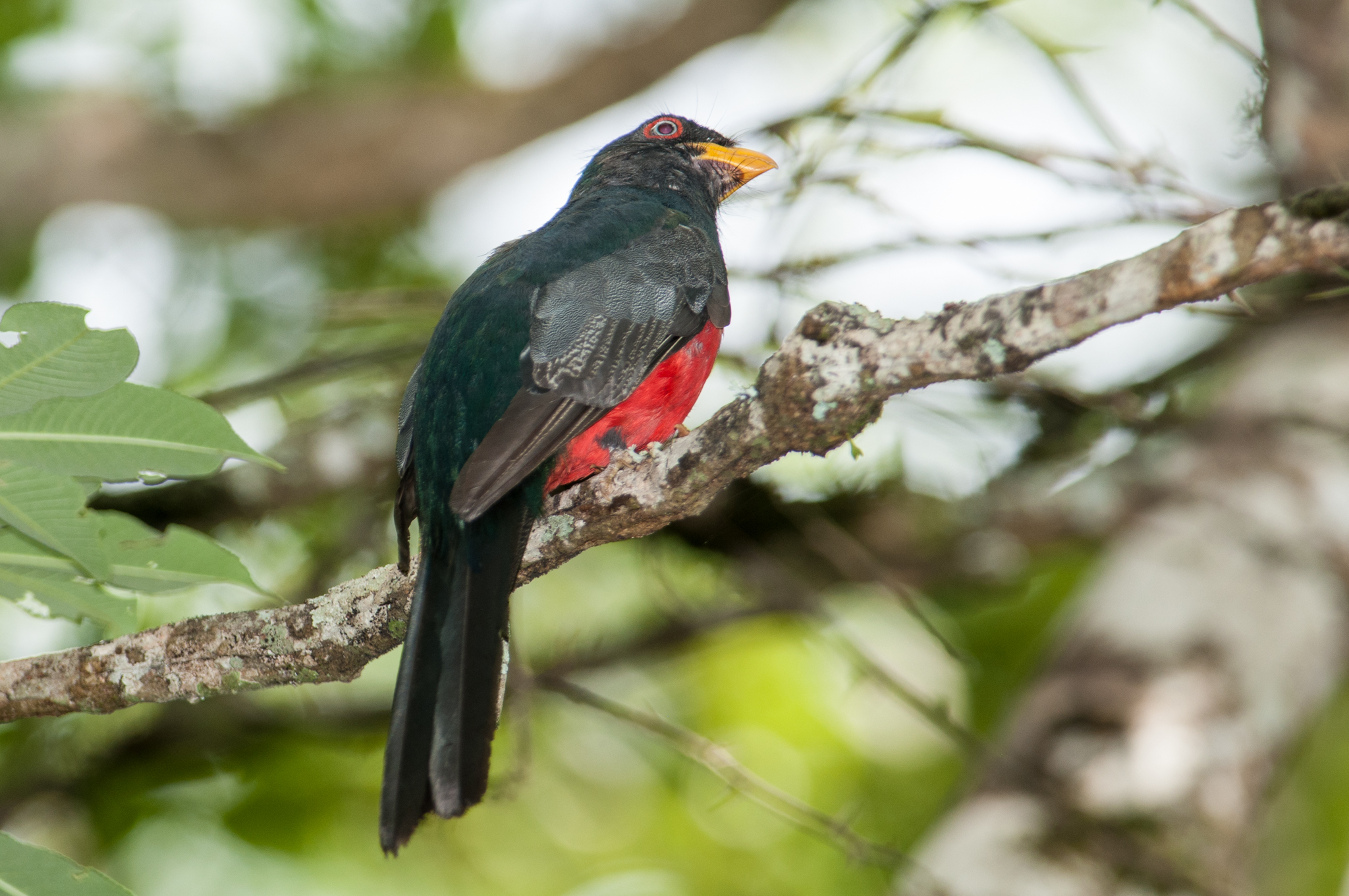 Trogon melanurus image