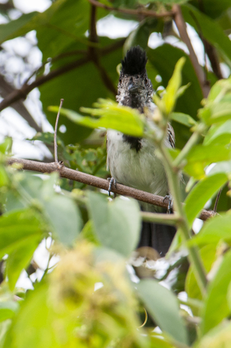 Thamnophilus bernardi image