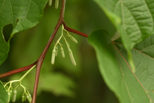 Image of Alangium chinense by (c) 曾昱承 Yu-Cheng Zeng, some rights reserved (CC BY)