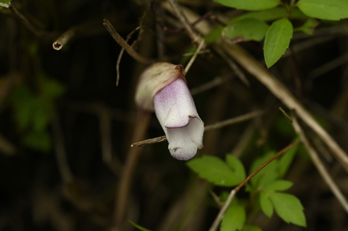 Image of Aeginetia indica by (c) 曾昱承 Yu-Cheng Zeng, some rights reserved (CC BY)