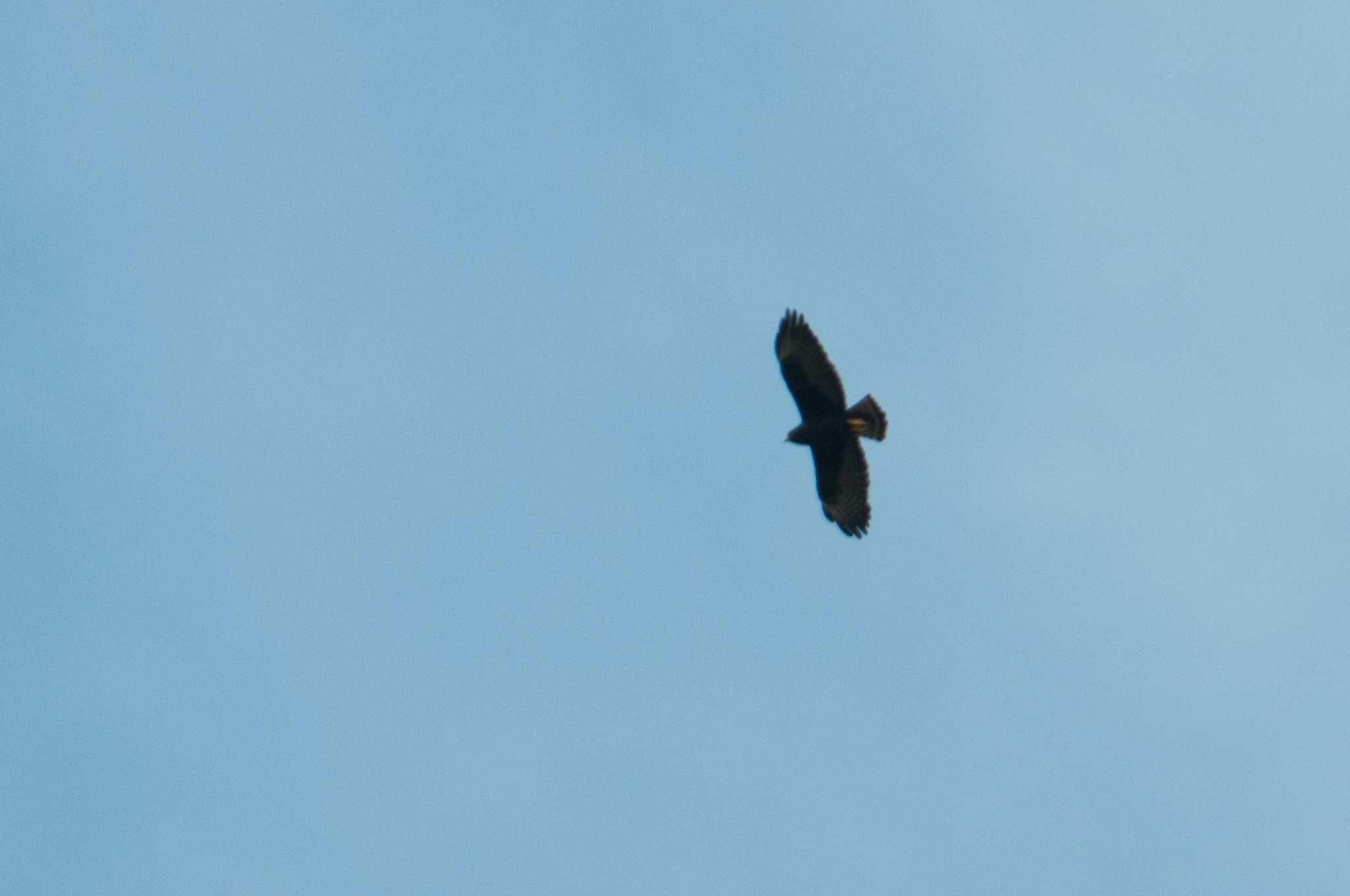 Buteo brachyurus image