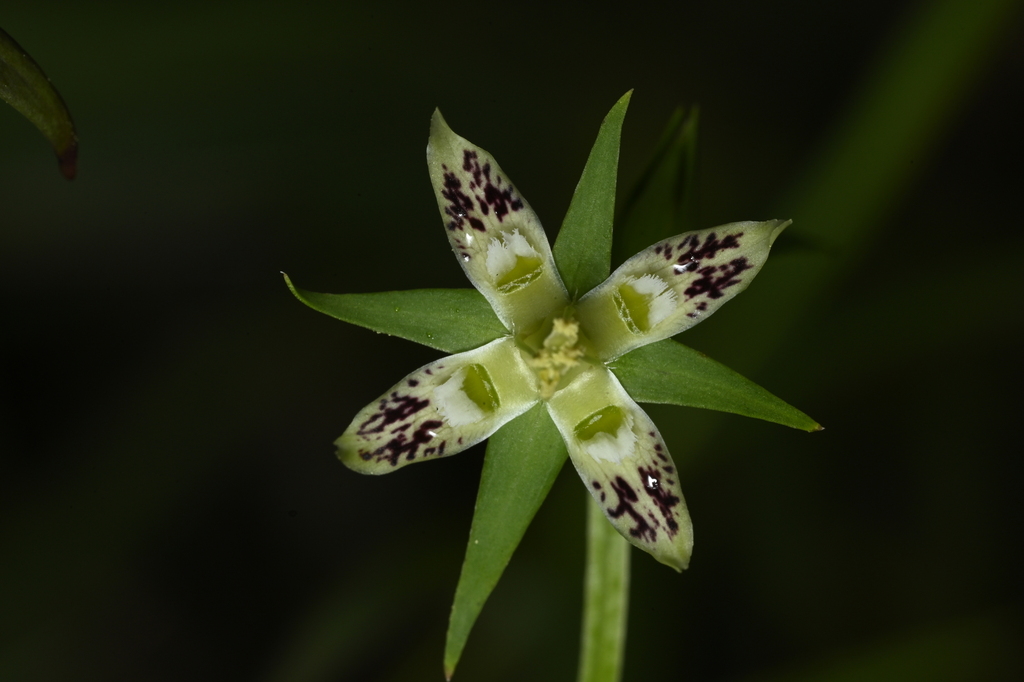 Swertia arisanensis