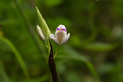 Image of Bletilla formosana by (c) 曾昱承 Yu-Cheng Zeng, some rights reserved (CC BY)
