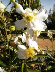 Carpenteria