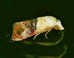 Eugnosta erigeronana