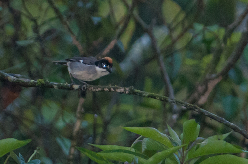 Atlapetes leucopterus image