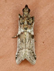 Amyelois transitella