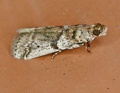 Amyelois transitella