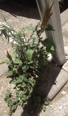 Amaranthus retroflexus