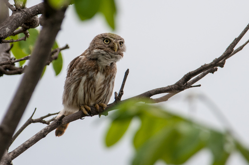 Glaucidium peruanum image