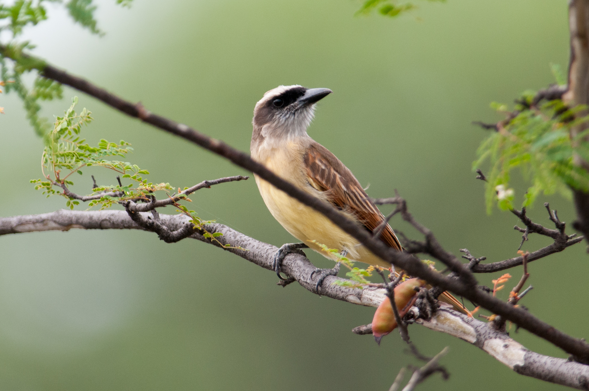 Myiodynastes bairdii image