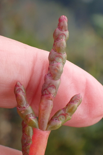 Image of Salicornia ramosissima by no rights reserved