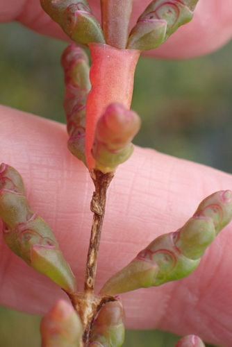 Image of Salicornia ramosissima by no rights reserved