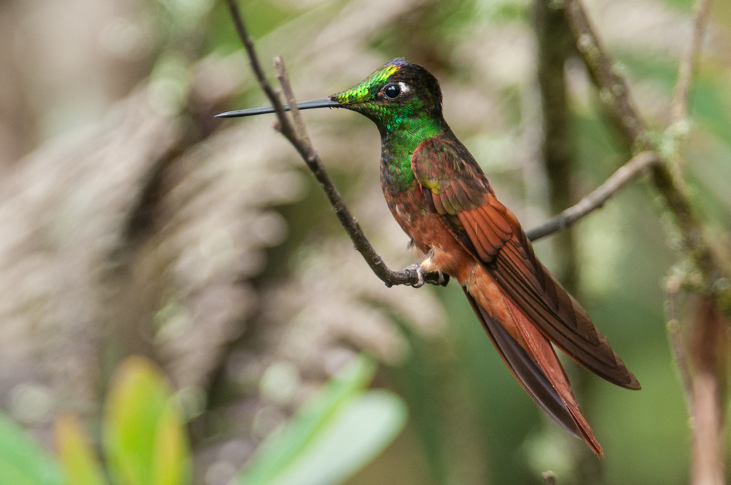 Rainbow Starfrontlet photo
