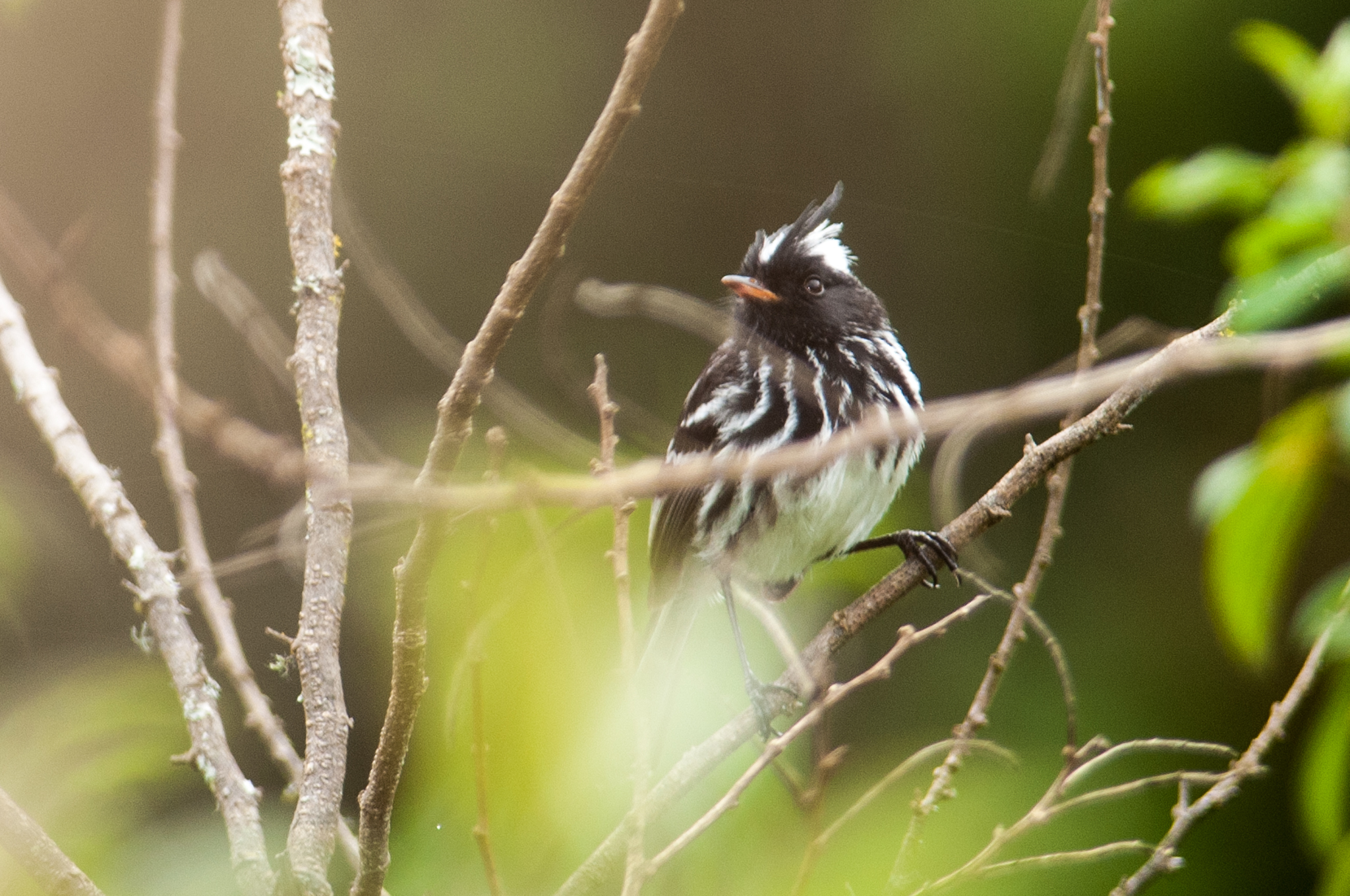 Anairetes nigrocristatus image