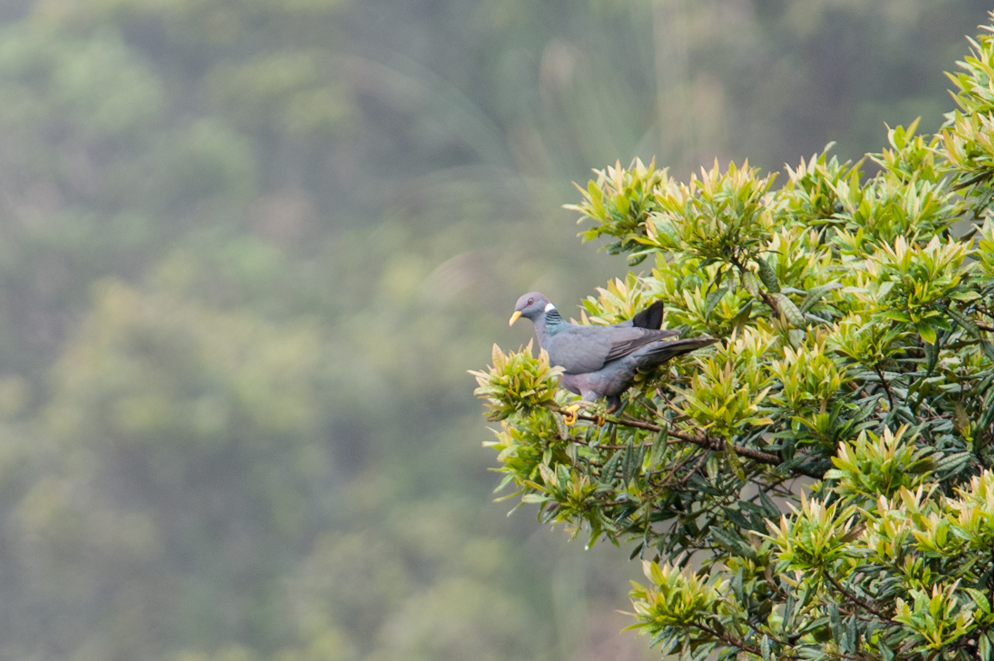 Patagioenas image