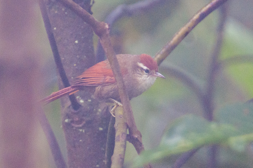 Line-cheeked Spinetail photo