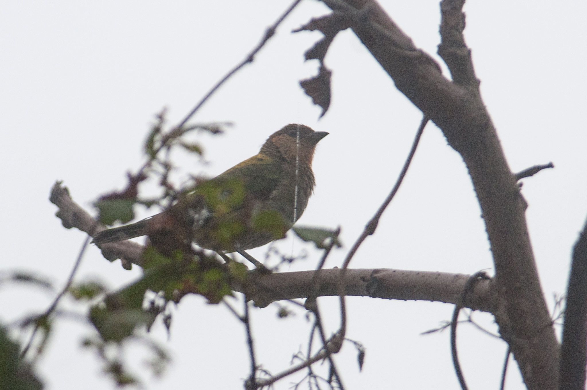Stilpnia viridicollis image