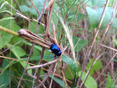 Chrysochus chinensis