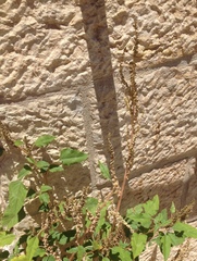 Amaranthus retroflexus