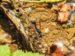 Chalybion femoratum