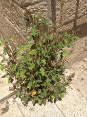 Amaranthus retroflexus