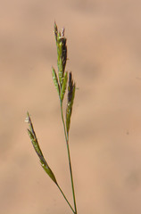 Festuca beckeri