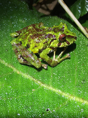Pristimantis eriphus