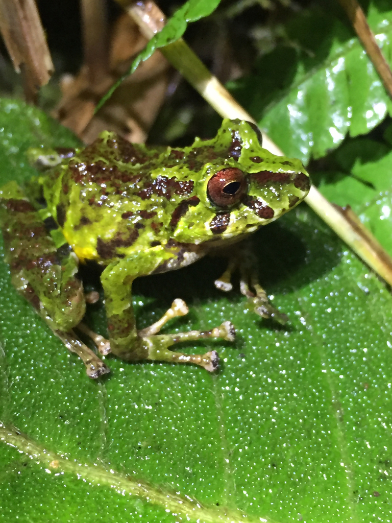 Moss Robber Frog