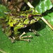 Moss Robber Frog - Photo (c) jreannb, some rights reserved (CC BY-NC)