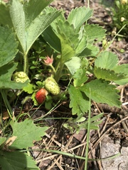 Fragaria × ananassa