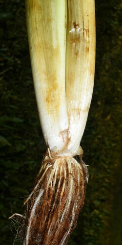 Image of Sagittaria rigida by (c) Gabriel Campbell-Martinez, some rights reserved (CC BY)
