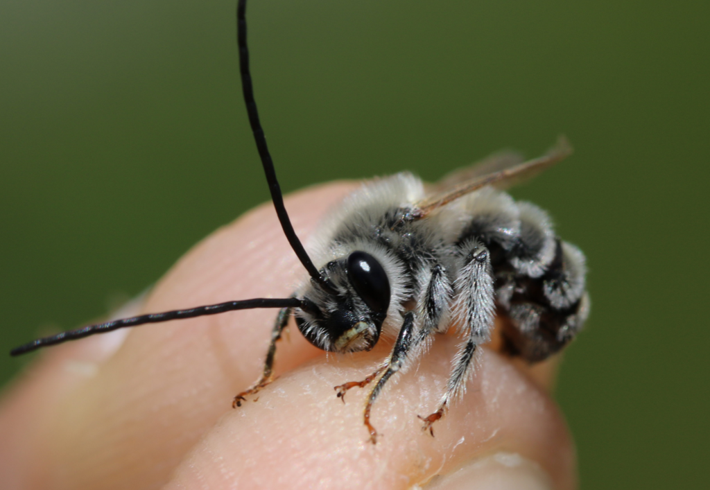 Eucera cineraria