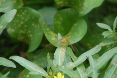 Crocothemis