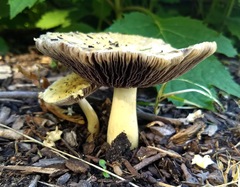 Agaricus
