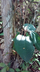 Miconia argentea