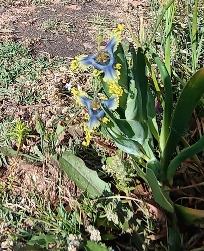Image of Ferraria uncinata by (c) bullwooding, some rights reserved (CC BY)