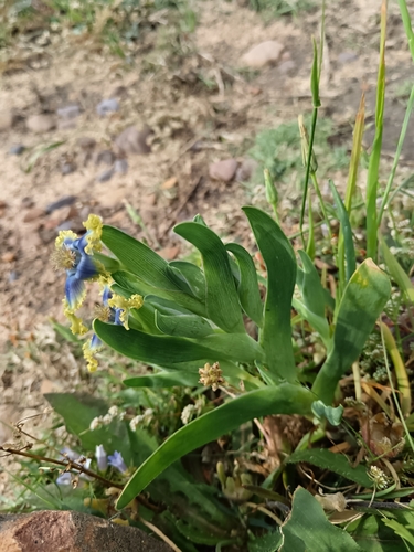 Image of Ferraria uncinata by (c) bullwooding, some rights reserved (CC BY)