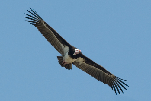 White-headed Vulture